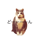 ねこのスーちゃんスタンプ（個別スタンプ：4）