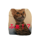 べんがるのすたんぷ2（個別スタンプ：2）