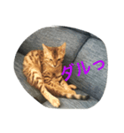 べんがるのすたんぷ2（個別スタンプ：3）