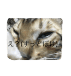 べんがるのすたんぷ2（個別スタンプ：4）