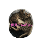 べんがるのすたんぷ2（個別スタンプ：6）