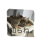 べんがるのすたんぷ2（個別スタンプ：7）