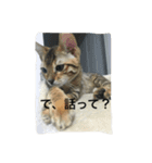 べんがるのすたんぷ2（個別スタンプ：8）