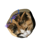 猫ちゃんず《居眠り編》（個別スタンプ：1）
