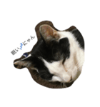 猫ちゃんず《居眠り編》（個別スタンプ：2）