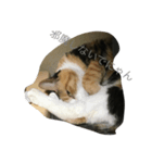猫ちゃんず《居眠り編》（個別スタンプ：7）
