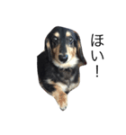 愛犬ラッキー（個別スタンプ：1）