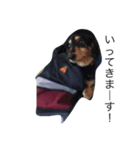 愛犬ラッキー（個別スタンプ：3）