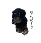 愛犬ラッキー（個別スタンプ：4）