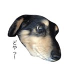 愛犬ラッキー（個別スタンプ：5）