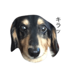 愛犬ラッキー（個別スタンプ：6）