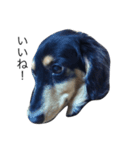 愛犬ラッキー（個別スタンプ：7）