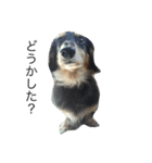 愛犬ラッキー（個別スタンプ：8）