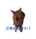 うさぎのタロちゃん（個別スタンプ：5）