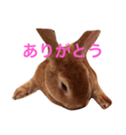 うさぎのタロちゃん（個別スタンプ：7）