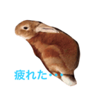 うさぎのタロちゃん（個別スタンプ：8）