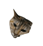 うちのねこです 1（個別スタンプ：1）