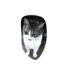 うちのねこです 1（個別スタンプ：5）