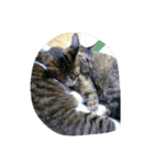 うちのねこです 1（個別スタンプ：8）
