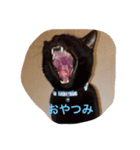 わわわわわわわん（個別スタンプ：2）