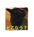 わわわわわわわん（個別スタンプ：3）