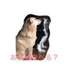 わわわわわわわん（個別スタンプ：5）