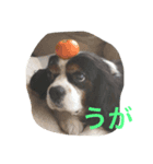 わわわわわわわん（個別スタンプ：8）