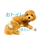 マルプーの諭吉くん（個別スタンプ：3）