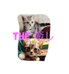 ねこさんと人生（個別スタンプ：1）