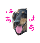 老犬グーグル（個別スタンプ：1）