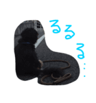 老犬グーグル（個別スタンプ：2）