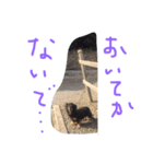 老犬グーグル（個別スタンプ：3）