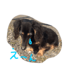 老犬グーグル（個別スタンプ：4）