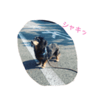 老犬グーグル（個別スタンプ：5）