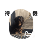 老犬グーグル（個別スタンプ：6）