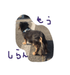 老犬グーグル（個別スタンプ：7）