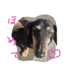 老犬グーグル（個別スタンプ：8）