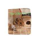 ハムスターマロンの日常2（個別スタンプ：1）