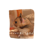 ハムスターマロンの日常2（個別スタンプ：3）