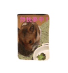 ハムスターマロンの日常2（個別スタンプ：4）