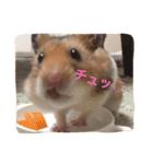 ハムスターマロンの日常2（個別スタンプ：11）