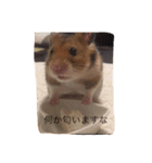 ハムスターマロンの日常2（個別スタンプ：13）