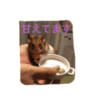 ハムスターマロンの日常2（個別スタンプ：15）