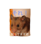 ハムスターマロンの日常2（個別スタンプ：16）