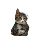 保護猫カフェ出身猫たびちゃん（個別スタンプ：1）
