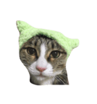 保護猫カフェ出身猫たびちゃん（個別スタンプ：2）