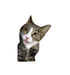 保護猫カフェ出身猫たびちゃん（個別スタンプ：3）
