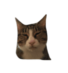 保護猫カフェ出身猫たびちゃん（個別スタンプ：4）
