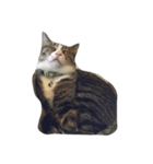 保護猫カフェ出身猫たびちゃん（個別スタンプ：5）