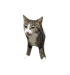 保護猫カフェ出身猫たびちゃん（個別スタンプ：6）
